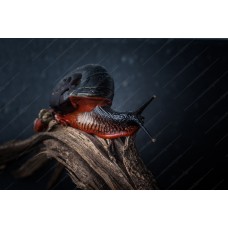Caracol de fuego - Platymma tweediei